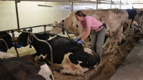 Минсельхоз хочет стимулировать выращивание убойного молочного скота